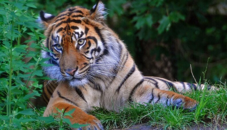 Tailing Tiger Conservation - The Dodo