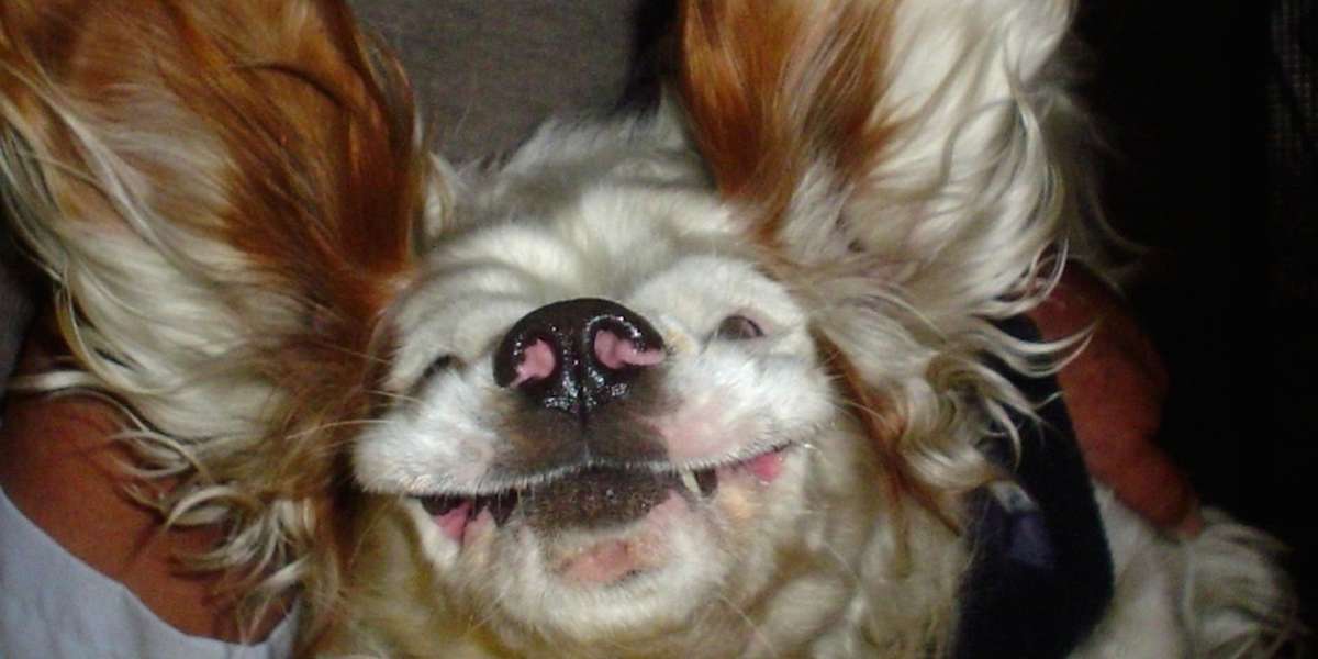 UpsideDown Dogs Who Don't Care What You Think The Dodo