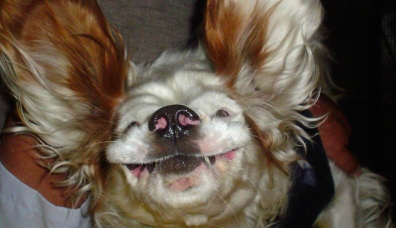 UpsideDown Dogs Who Don't Care What You Think The Dodo