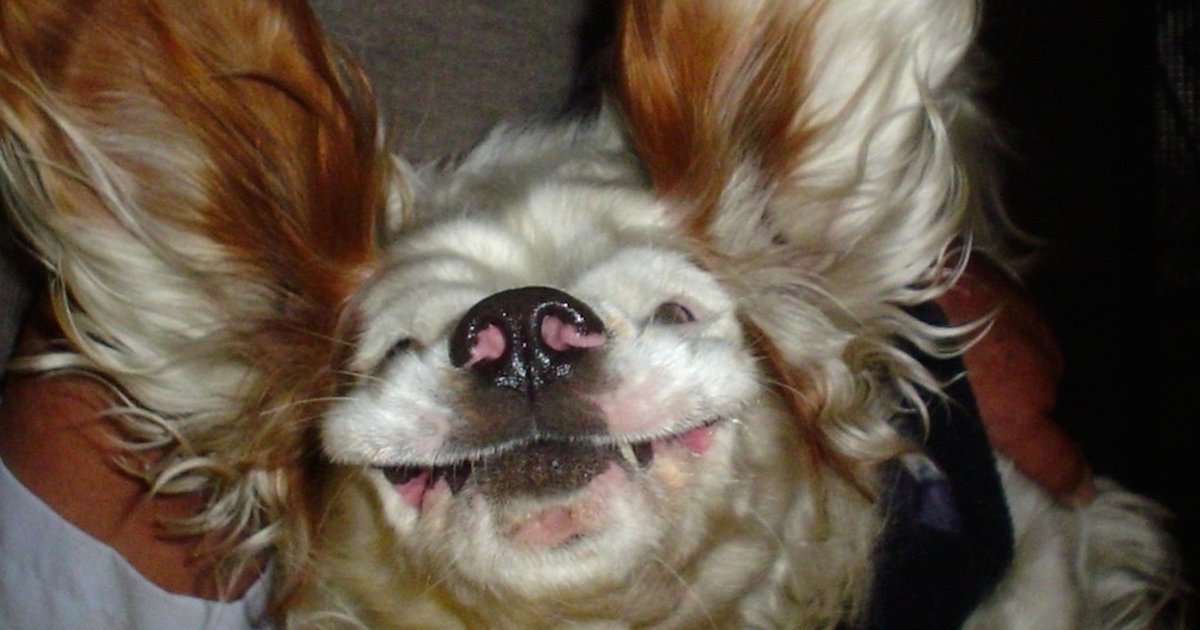 UpsideDown Dogs Who Don't Care What You Think The Dodo