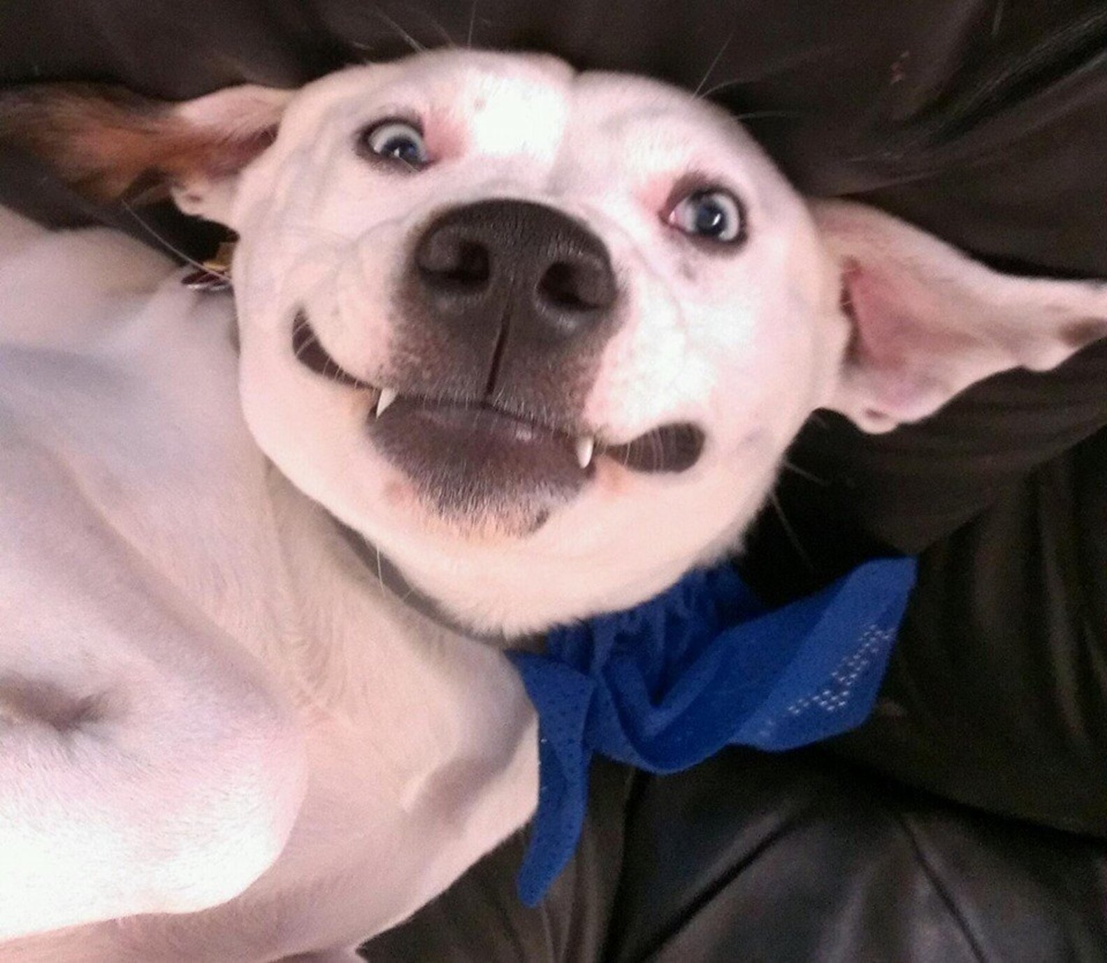 UpsideDown Dogs Who Don't Care What You Think The Dodo