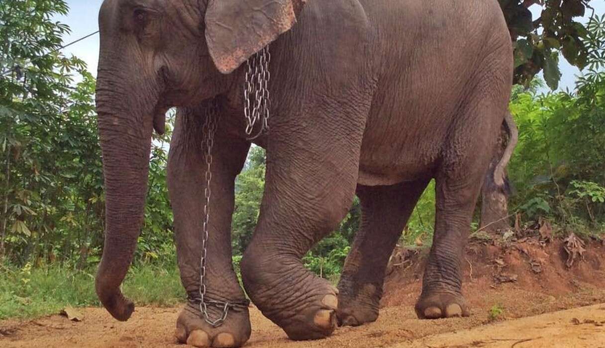 Abused Elephant Weeps As She Begins Her New Life Freed From ...