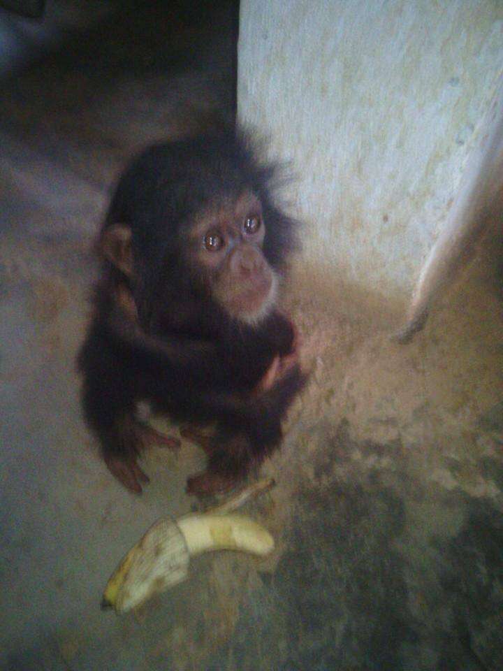 Confiscated chimp save from traffickers in Cameroon