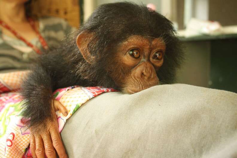 Baby chimp rescued from traffickers