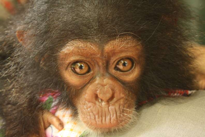 Baby chimp rescued from traffickers