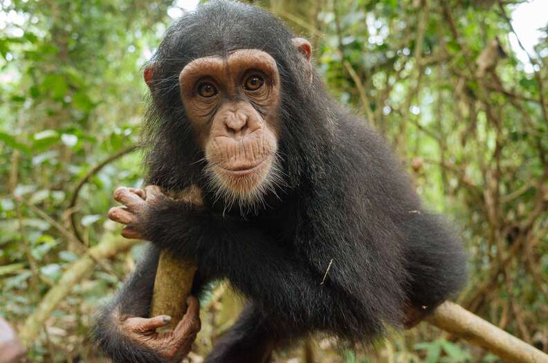 Chimp rescued years ago from traffickers in Cameroon