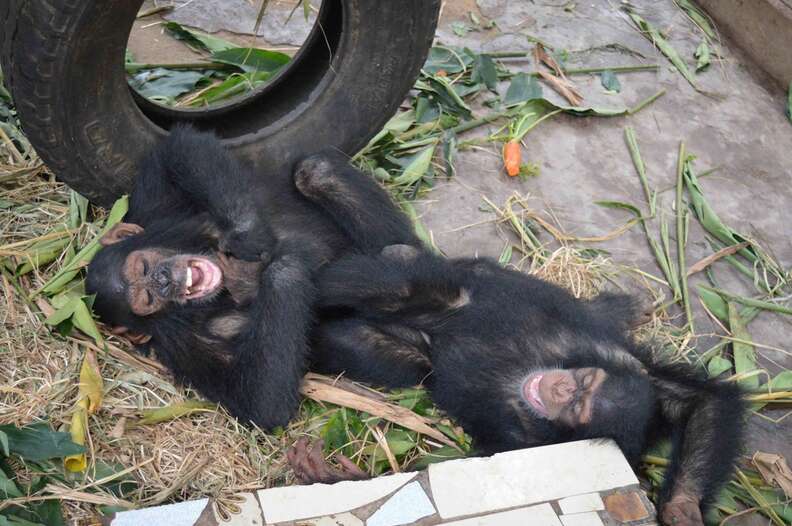 Rescued chimps playing in Cameroon