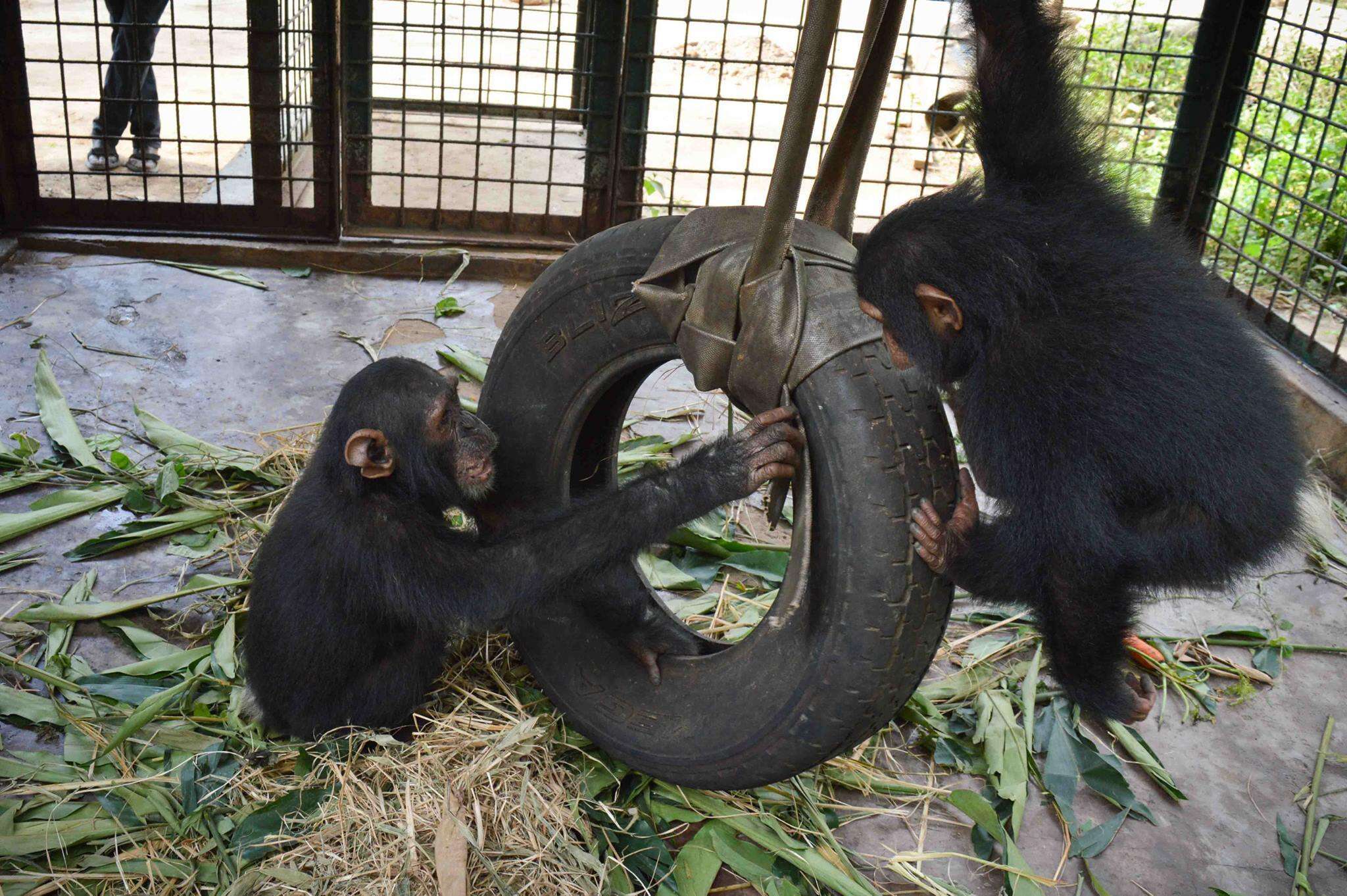 Rescued chimps playing in Cameroon