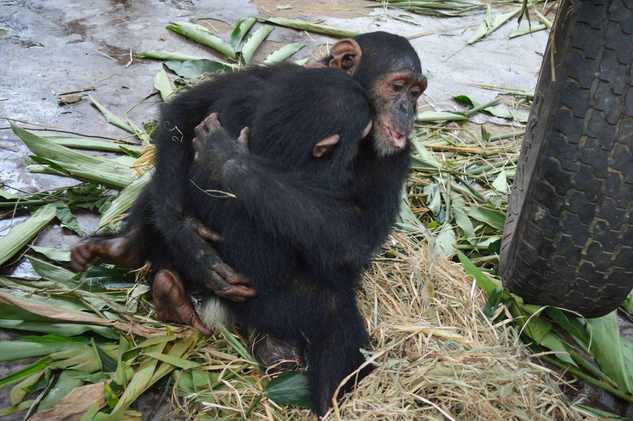 Rescued chimps hugging in Cameroon