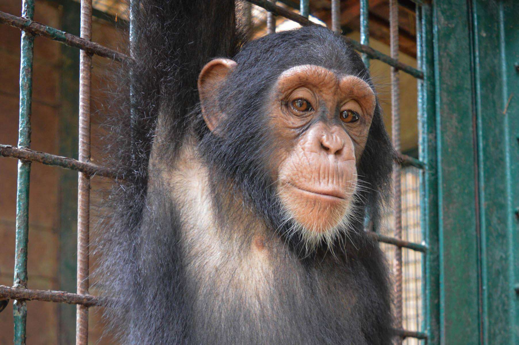 Rescued chimp at Cameroon sanctuary
