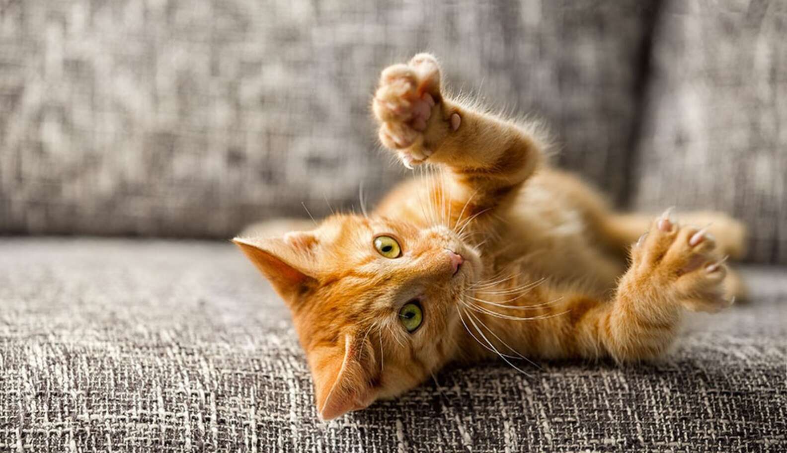 Why Declawing Your Cat Is Cruel (And Why It's Time To Stop) The Dodo