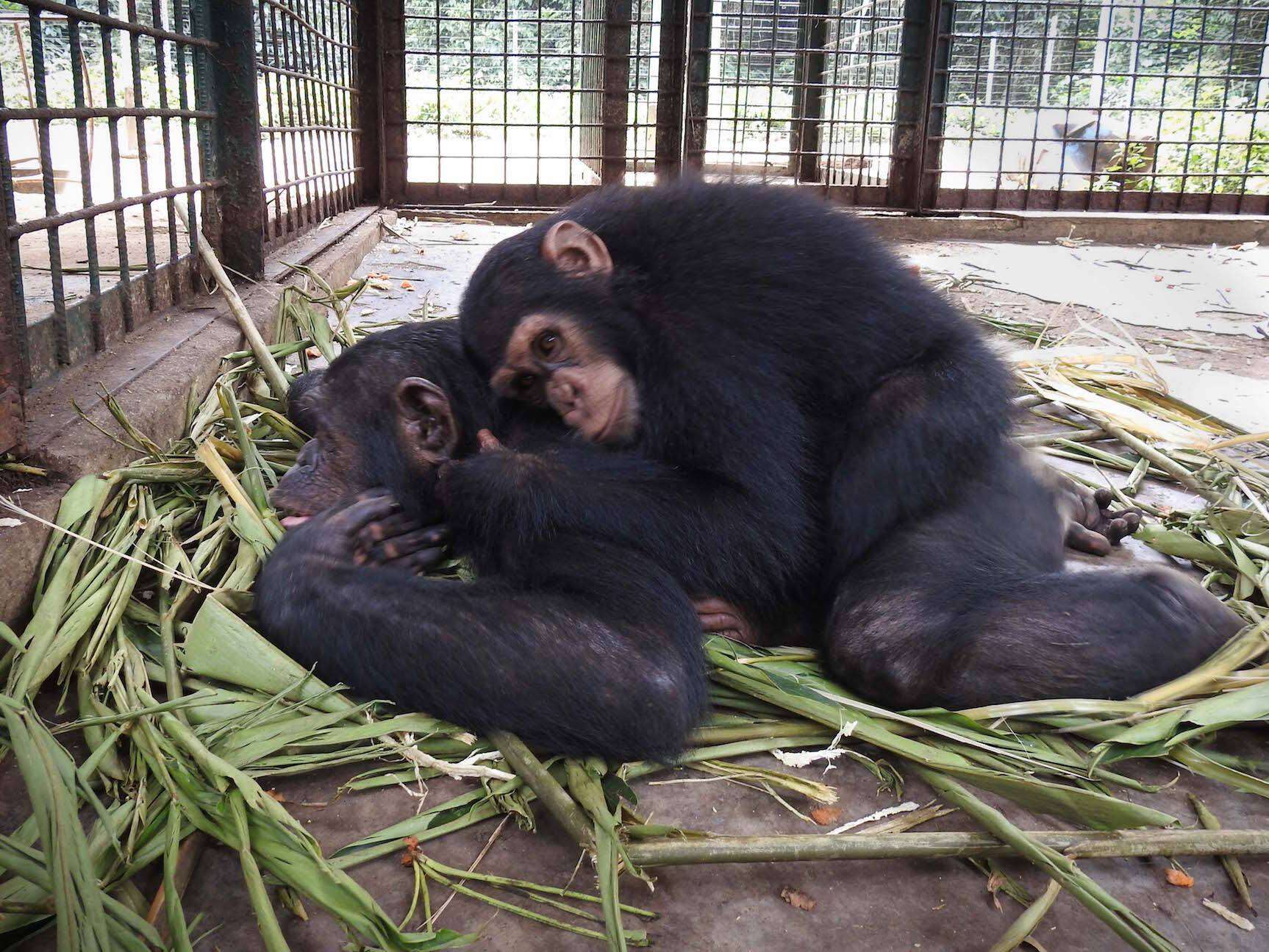 Rescued chimps snuggling in Cameroon