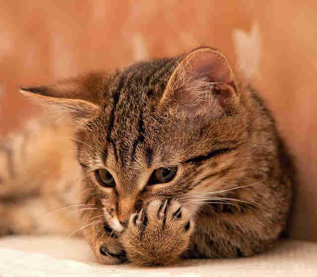 Why Declawing Your Cat Is Cruel (And Why It's Time To Stop) The Dodo