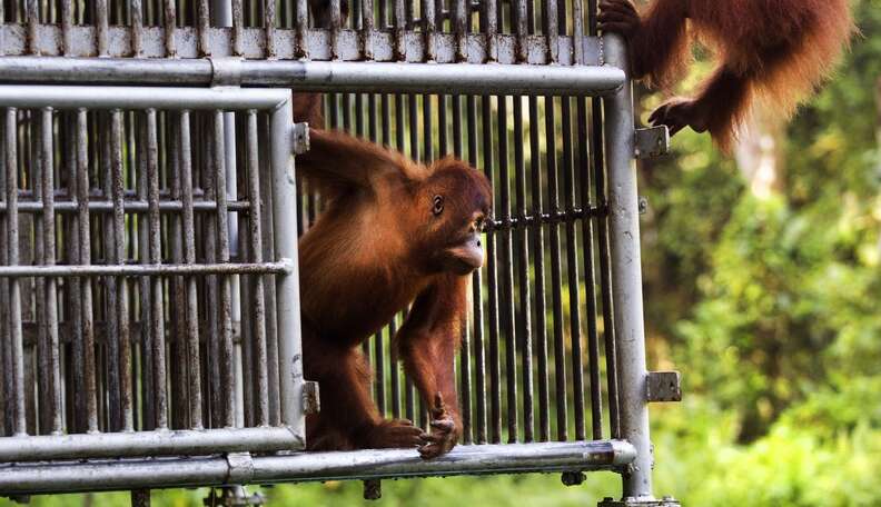 Orangutan Kidnapped From Mom Finally Has His Life Back - The Dodo