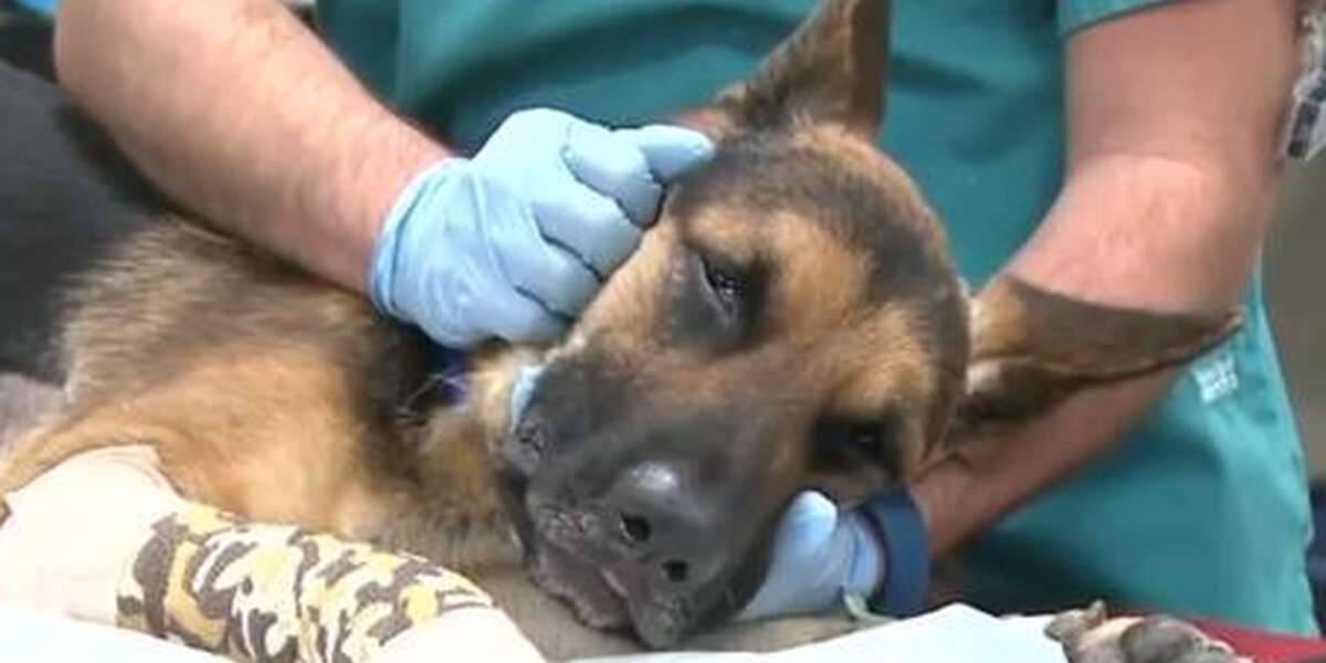 Horrific Abuse Leaves 3 Of Dog's Bones Totally Exposed - The Dodo