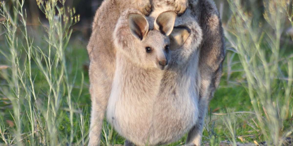 Baby Kangaroo Stolen From Mother's Pouch, And No One Knows Why - The Dodo