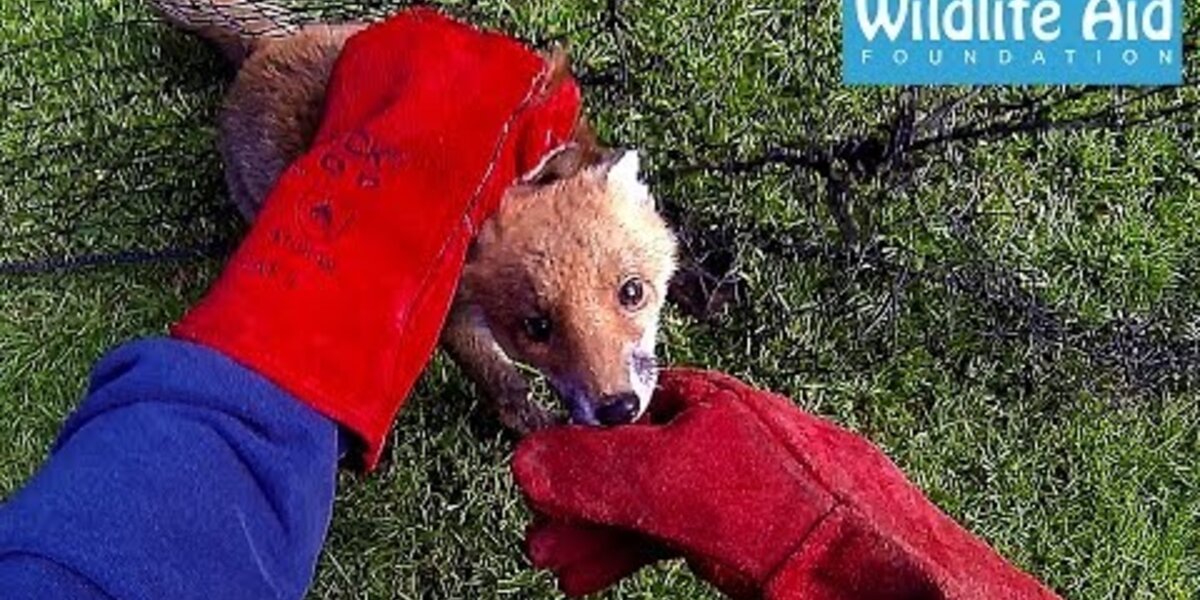 GoPro Animal Rescue - Fox Trapped in a Net - The Dodo