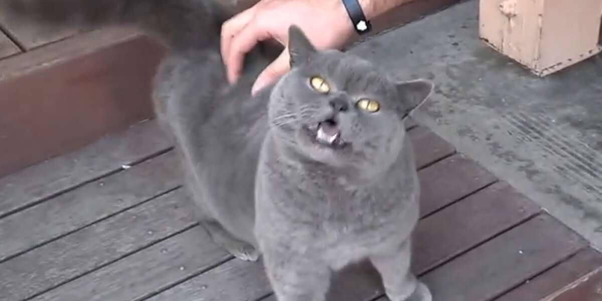 Cat Loves Being Tickled - Videos - The Dodo