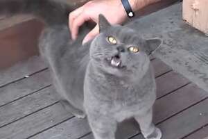 Cat Loves Being Tickled