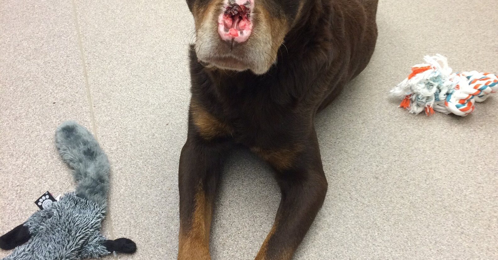 Stray Dog Missing Nose And Ears Rescued From Detroit Streets The Dodo