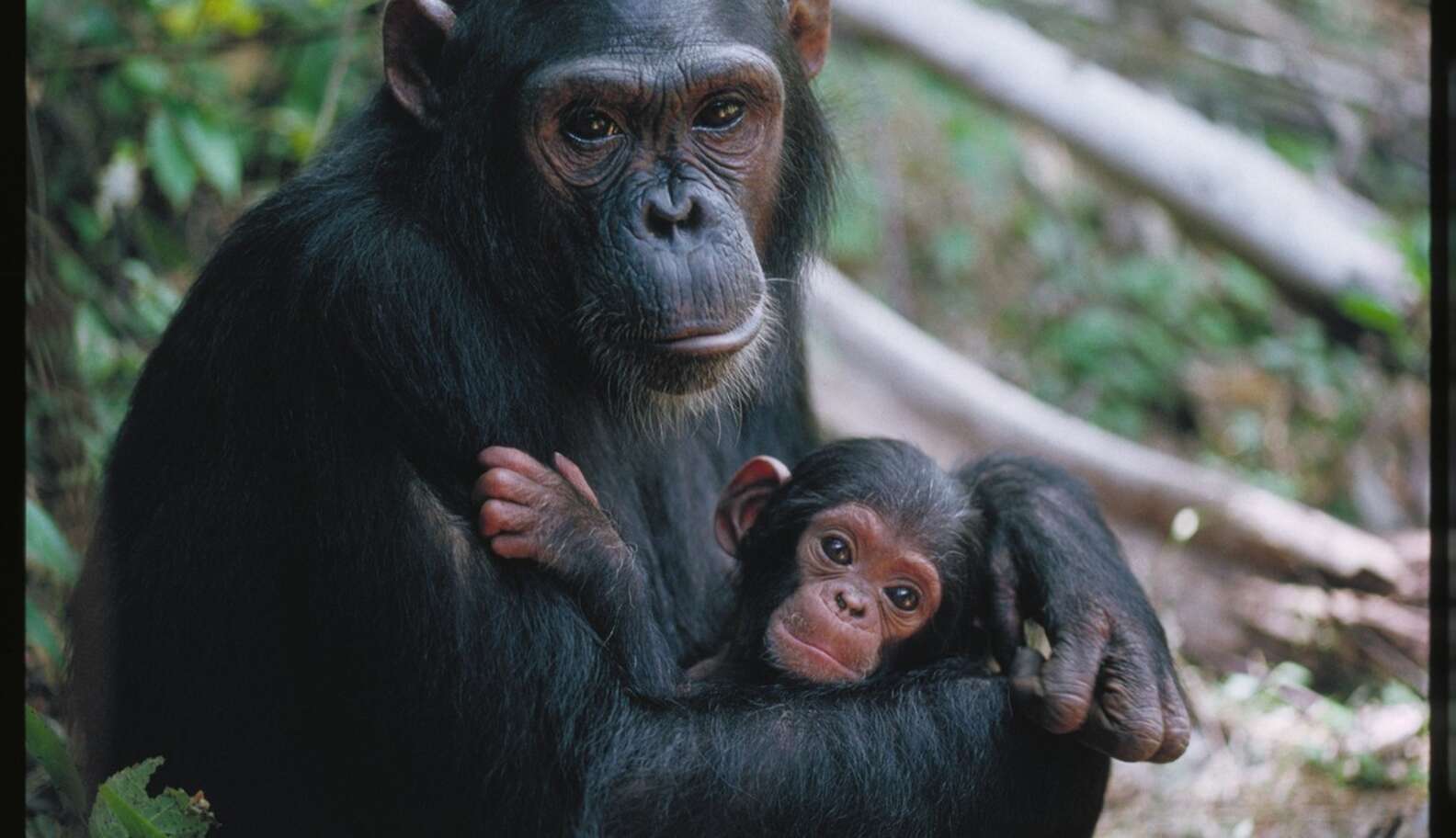 Feminist Apes - The Dodo