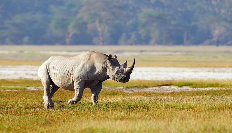 Hunter Kills Endangered Rhino. Twitter Responds In Best Way Possible 