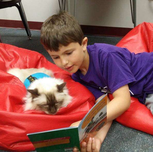therapy cat loves working with kids