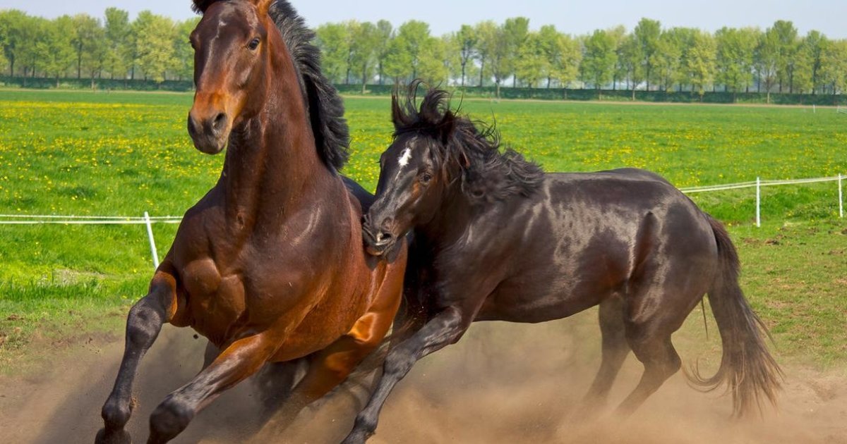 Horror 11 Horses Die In 2 Months At NYC Track The Dodo