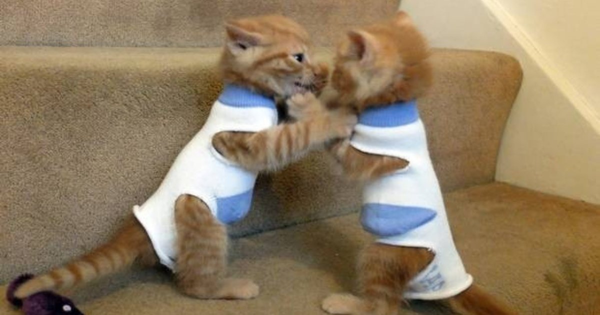 Rescue Kittens Swaddled In Tiny Socks To Keep Them Safe The Dodo