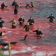 Whale Slaughter in Denmark