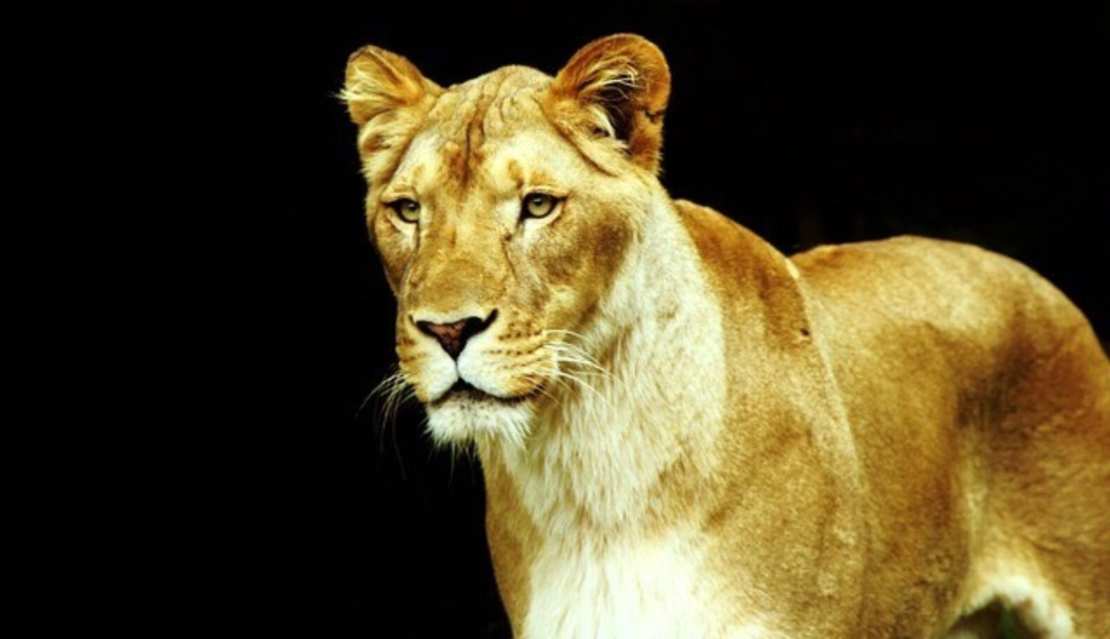 Watch Vets Save Wounded Lioness’ Life - The Dodo