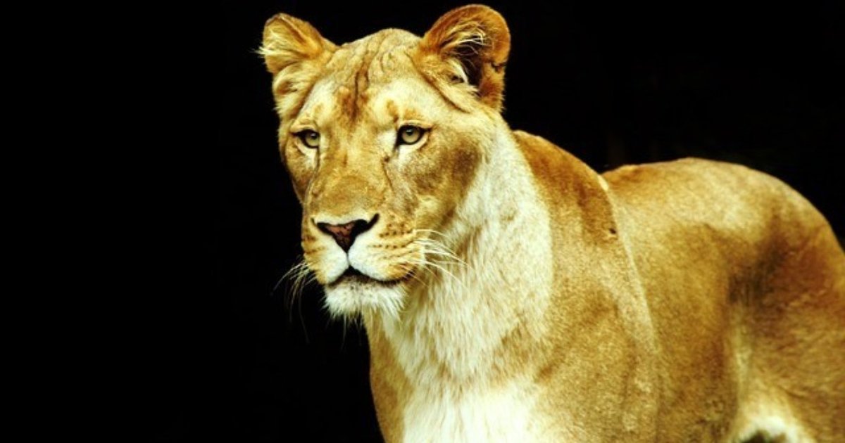 Watch Vets Save Wounded Lioness’ Life The Dodo