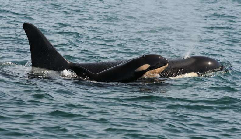 Newborn Calf Gives Hope To Wild Orcas Ravaged By SeaWorld - The Dodo