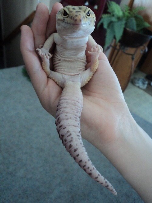 18 Lizards You Can't Believe Are Even Real - The Dodo