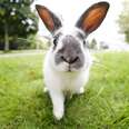 How We Can Finally End Cosmetic Testing On Animals