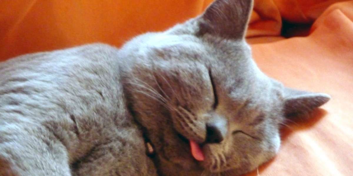 Why Do Cats Sleep All The Time? The Dodo