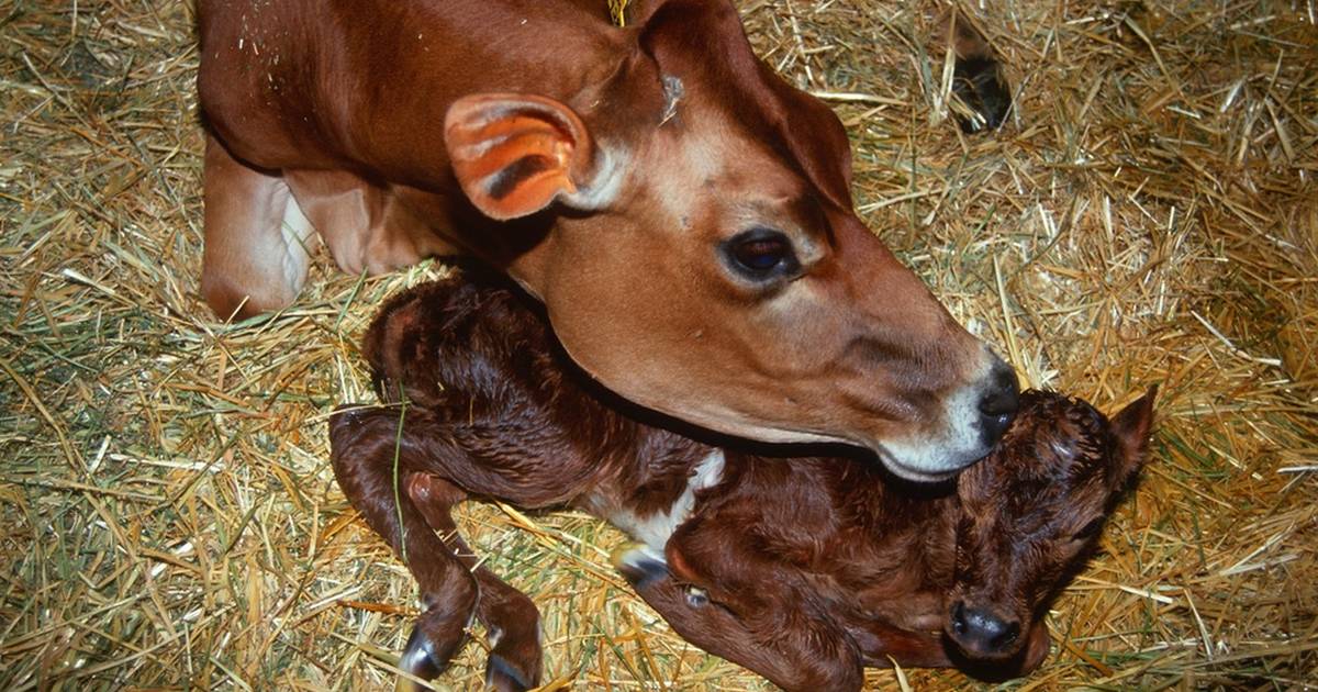 Jersey Cow Giving Birth 