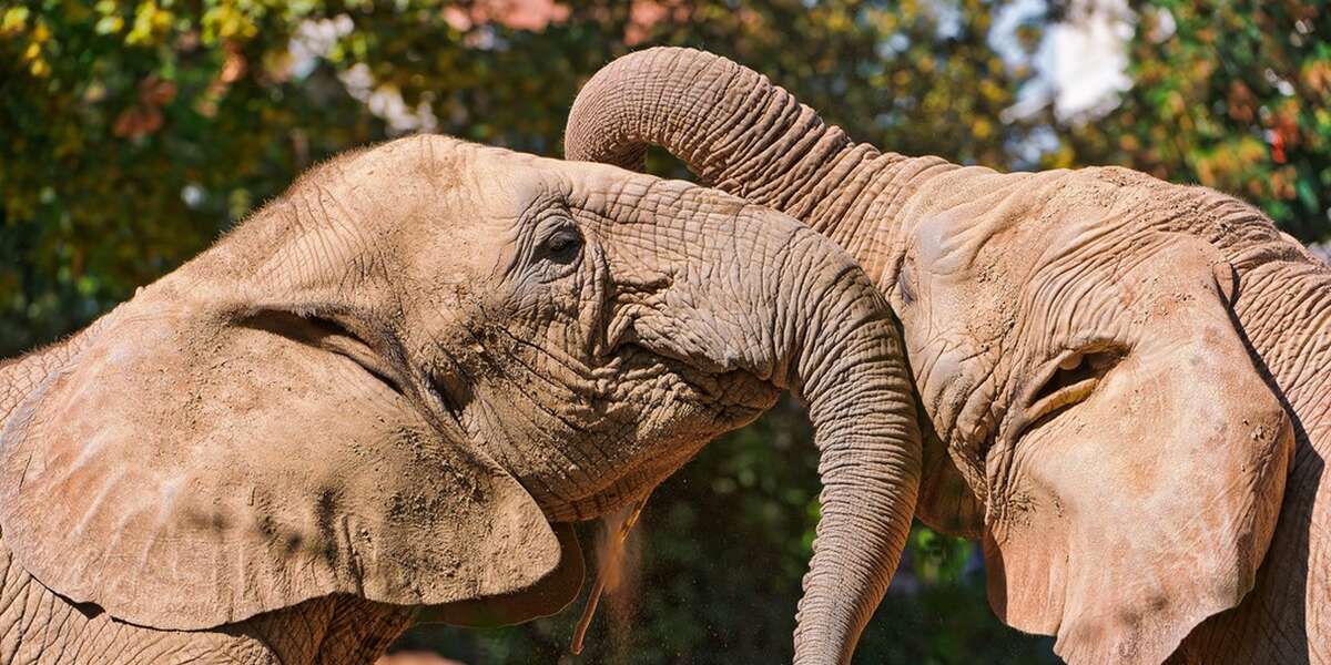 Elephants Can Be Saved With 5 Key Steps The Dodo