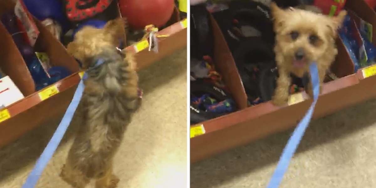 Senior Dog With A Sad Past Picks Out Her Very First Toy The Dodo
