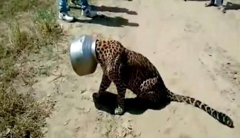 Frightened Leopard Spends 6 Hours With His Head Stuck In A Pot - The Dodo