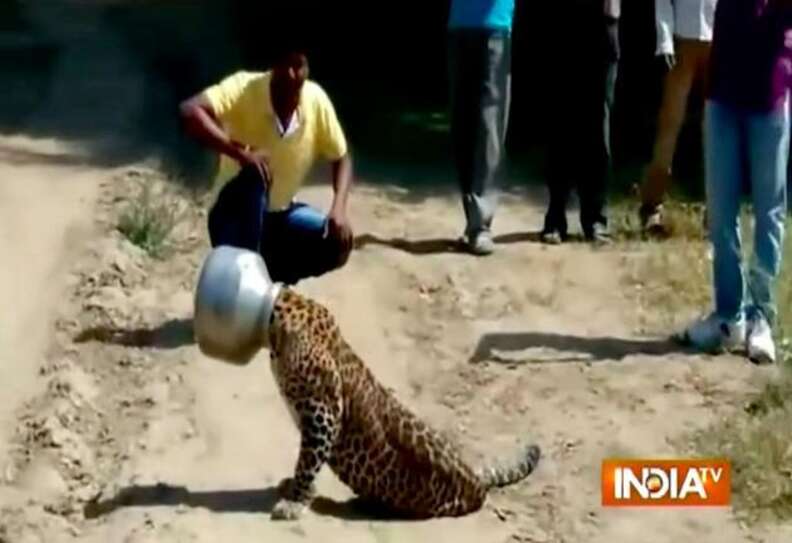 Frightened Leopard Spends 6 Hours With His Head Stuck In A Pot - The Dodo