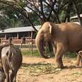 Elephant Who Went Blind From Circus Spotlights Loves Her New Life
