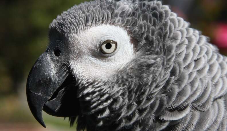 Hero Parrot Rescues Woman During Assault In London Park - The Dodo