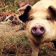Happy Pigs Make Happy Meat