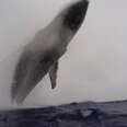 Whale Makes Huge Leap Out Of Ocean In Front Of Divers