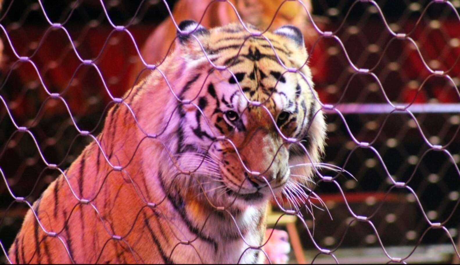 Caesars-Owned Circus Act Cited For Animal Welfare Violations - The Dodo