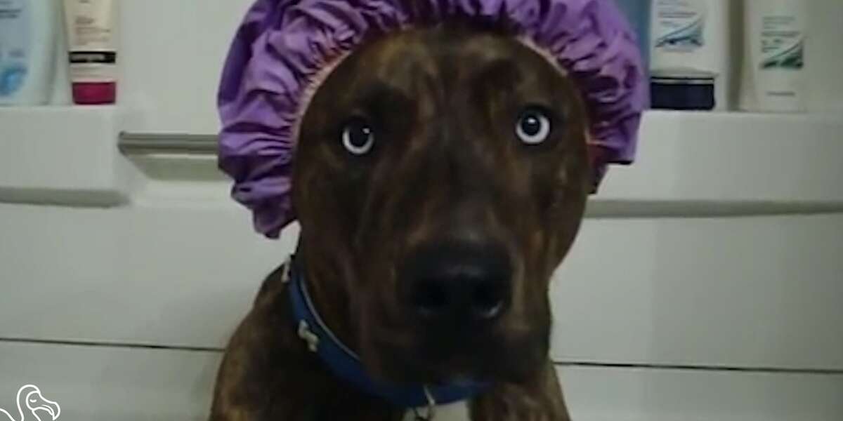 WATCH Dogs Taking Showers The Dodo