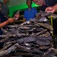 We're Taking Down Indonesia's Manta Ray Black Market