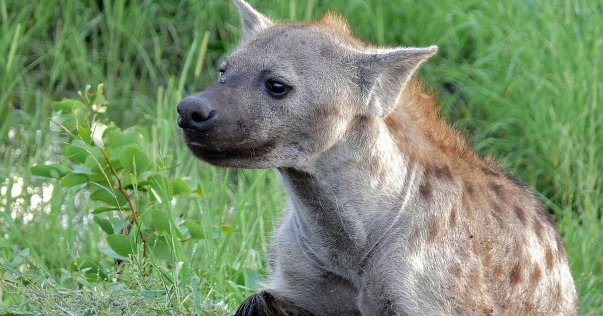 hiena femelă are un penis erecția a dispărut din antrenament
