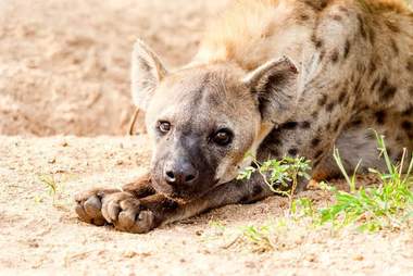 Hiena maro sau maro este un prădător african. Ce mănâncă hienele